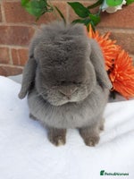 Mini Lop rabbits - Advert 4