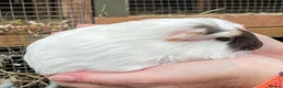 Guinea Pig rodents for sale: Sweet natured baby girl guinea pigs - Advert 14