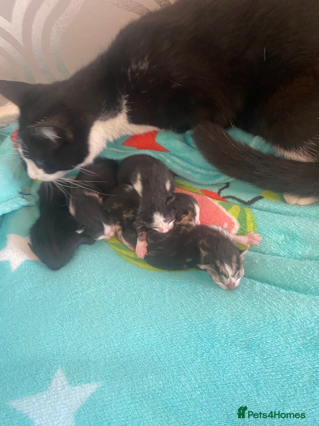 Mixed Breed cats for sale: Kittens  - Image 8