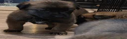 Belgian Shepherd Dog dogs for sale: Belgian Malinois Puppies For Sale. - Advert 11