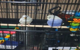 Budgerigars birds for sale: X2 male budgies approx 10 weeks old - Image 3