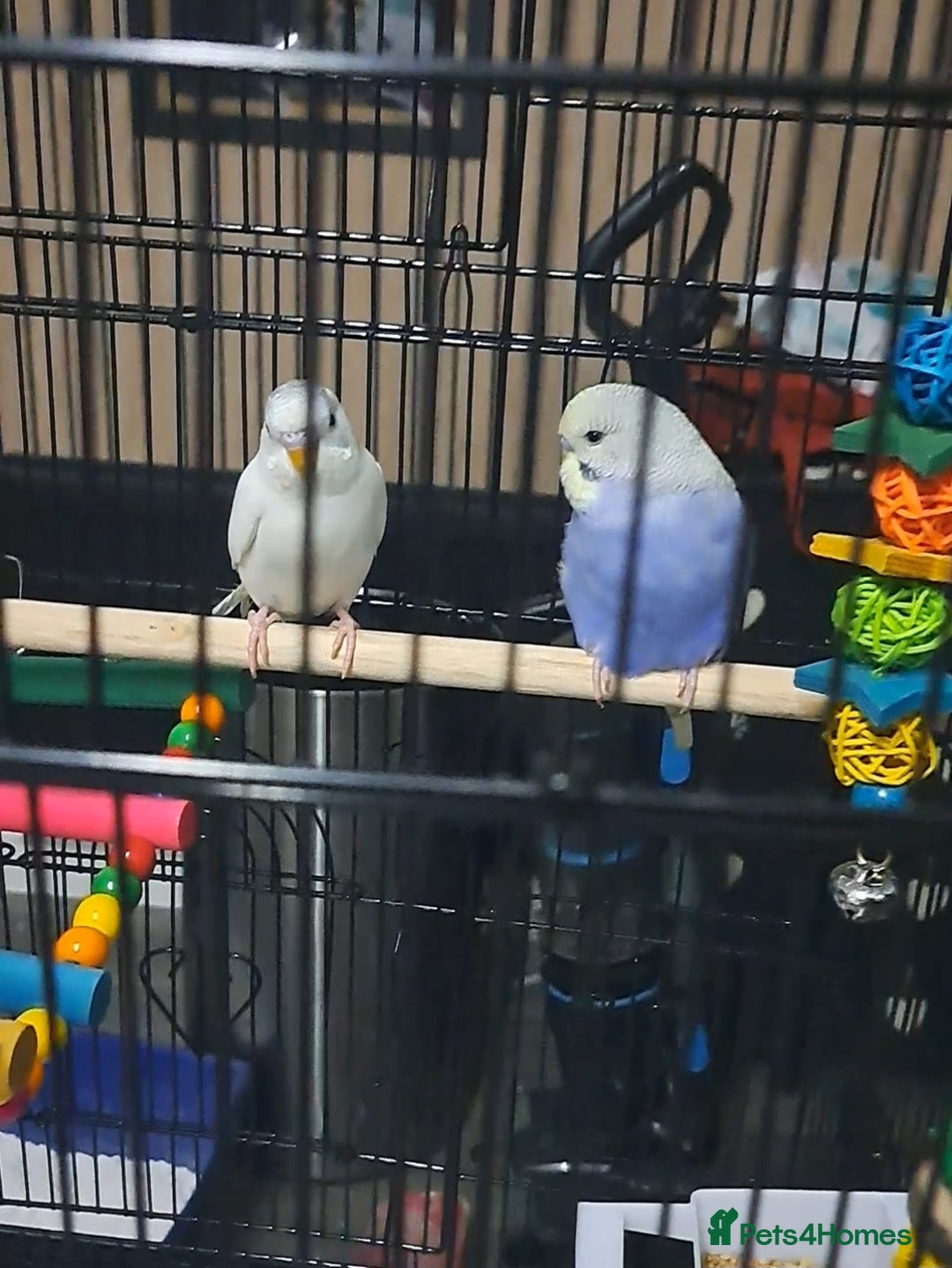 Budgerigars birds for sale: X2 male budgies approx 10 weeks old - Image 3