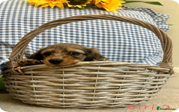 Miniature Dachshund dogs for sale: UPDATED PHOTOS - Long Haired Miniature Dachshunds  - Image 13