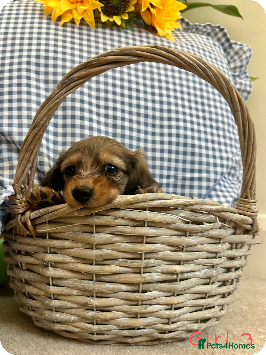 Miniature Dachshund dogs for sale: UPDATED PHOTOS - Long Haired Miniature Dachshunds  - Image 13