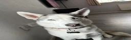Siberian Husky dogs for sale: SKYE  in Manchester - Advert 2