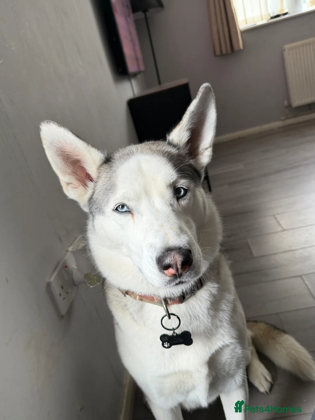 Siberian Husky dogs for sale: SKYE  in Manchester - Advert 2