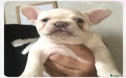 French Bulldog dogs for sale: 1 Female and 1 male French Bulldog Puppy available - Image 12