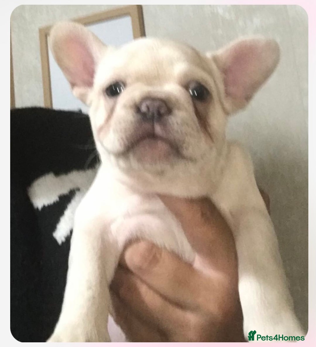 French Bulldog dogs for sale: 1 Female and 1 male French Bulldog Puppy available - Image 12