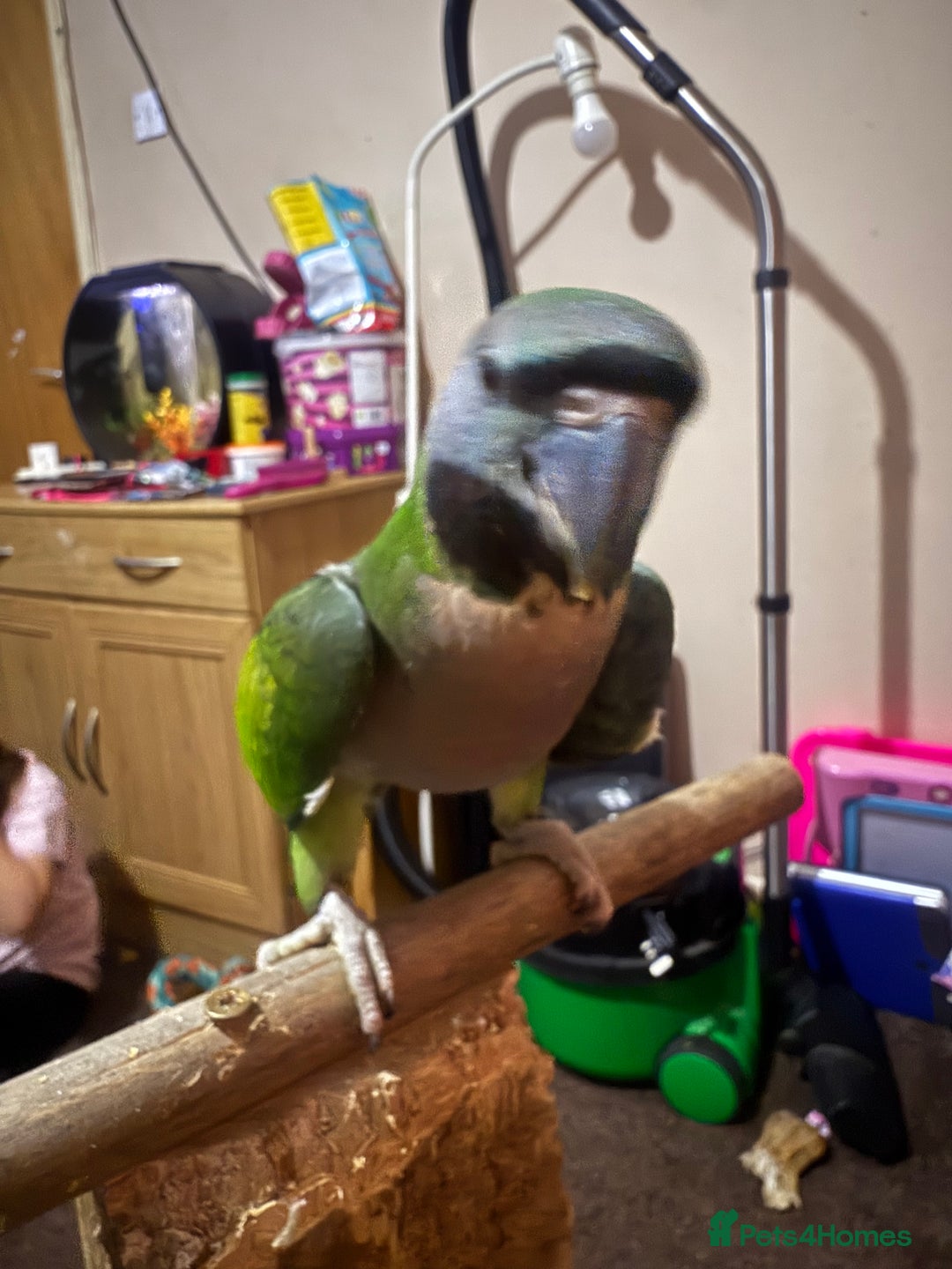 Parrots birds for sale: Handreared Derbyran parrot - Image 5