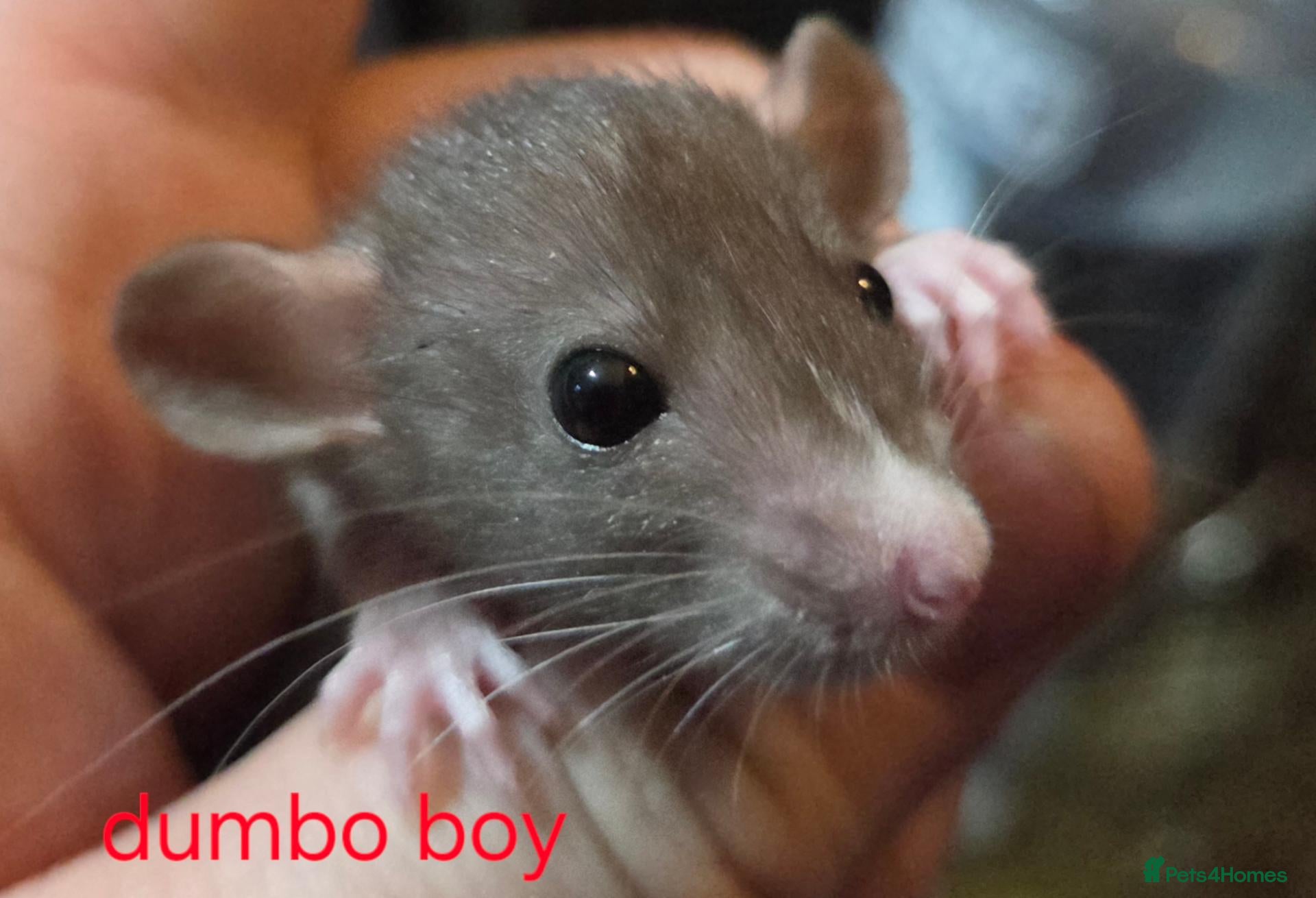 Rat rodents Dumbos and fancy rats sometimes balds.  - Advert 1
