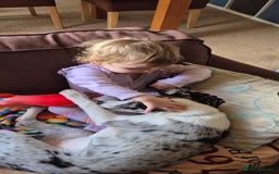 Mixed Breed dogs for sale: Reluctant sale of puppy - Image 2