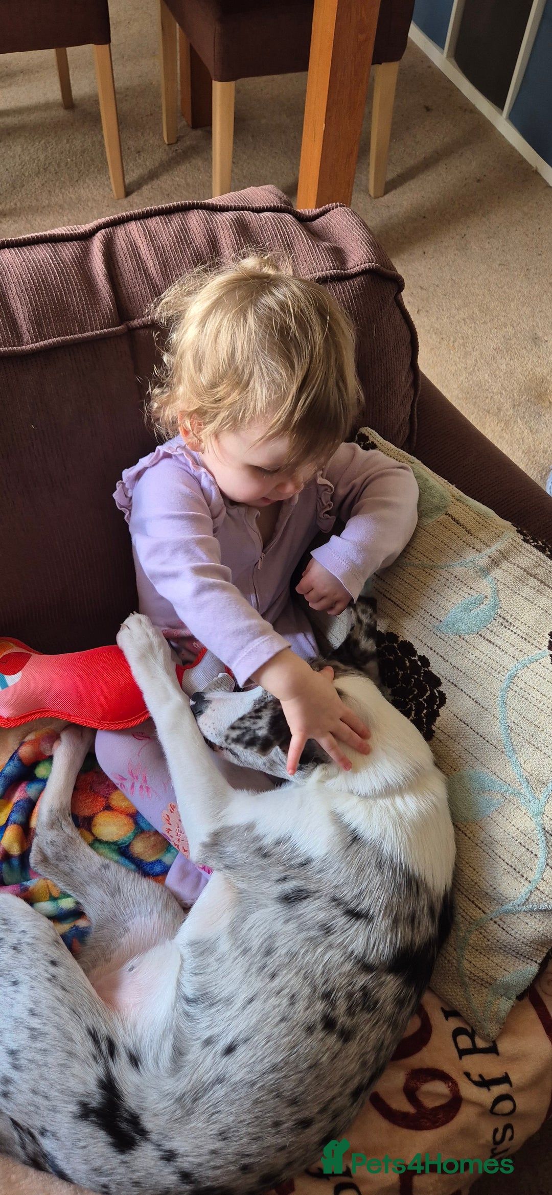Mixed Breed dogs for sale: Reluctant sale of puppy - Image 2
