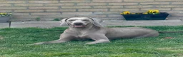 Weimaraner dogs for sale: Stunning 💙&🩶 KC Registered Weimaraner pups 🩷&💙 - Advert 6