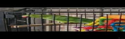 Ringnecks birds for sale: indian ringneck parrot  - Advert 7