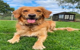 Golden Retriever dogs for sale: Golden Retriever Puppies Health Tested parents  - Image 10