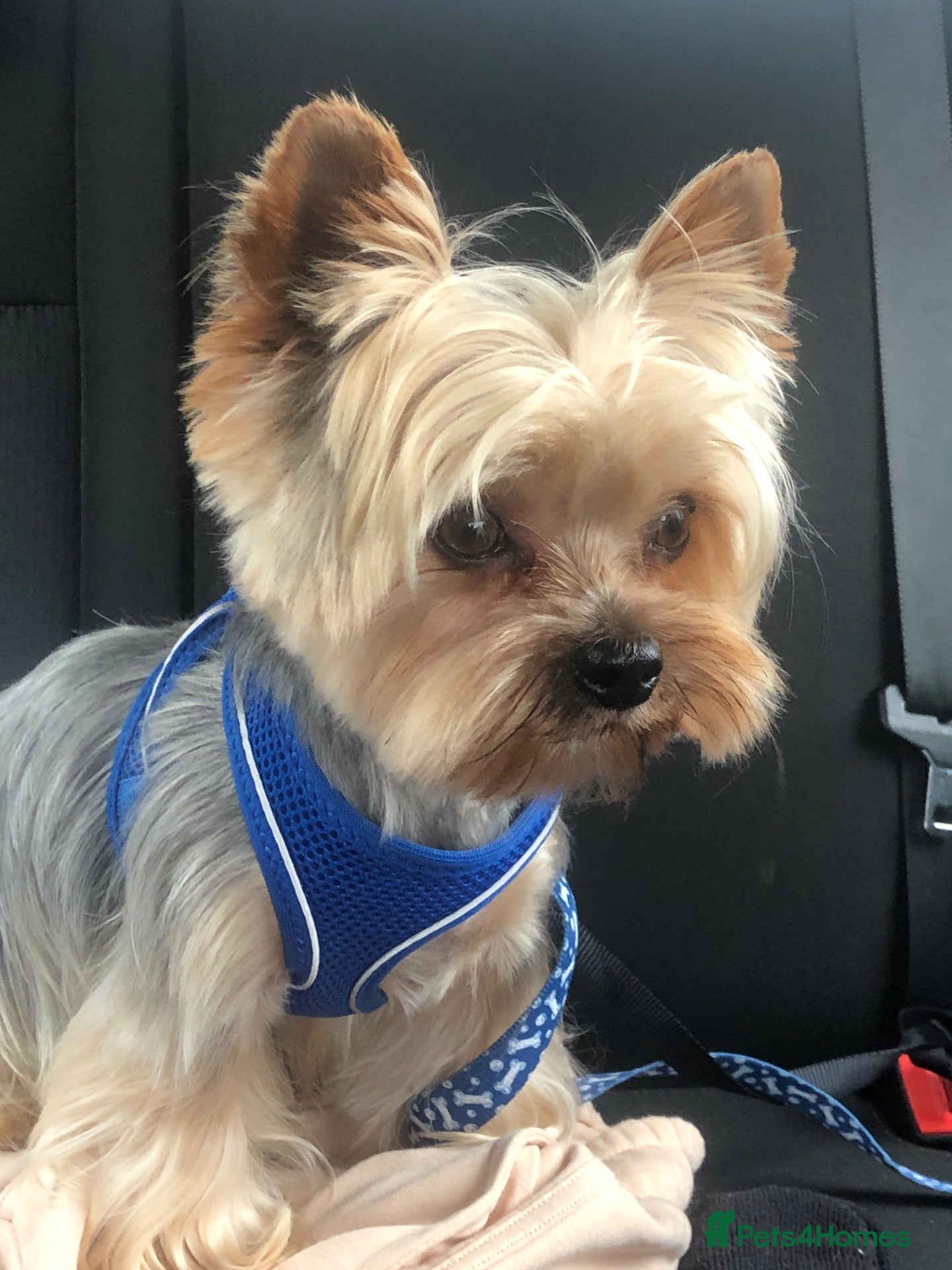 Yorkshire Terrier dogs KC REGISTERED YORKSHIRE TERRIER   - Advert 6