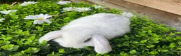Mini Lop rabbits for sale: Gorgeous pure Mini lops and mini lion lops  - Advert 28