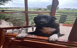 Border Collie dogs for sale: COLLIES FOR SALE  - Image 6