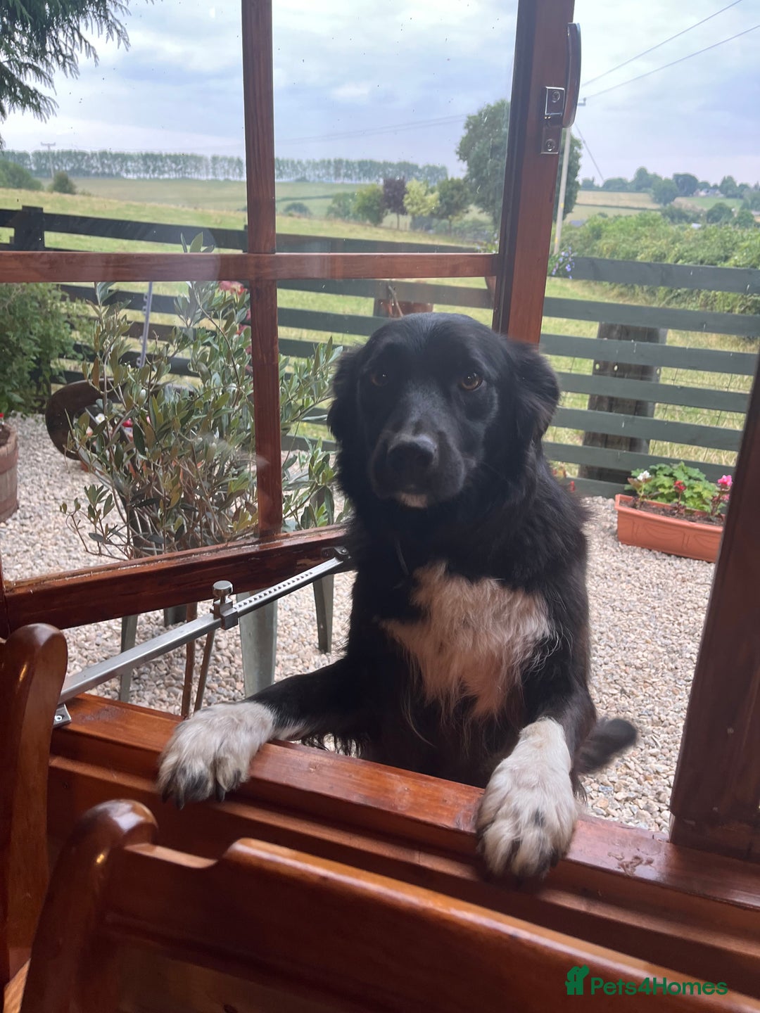 Border Collie dogs for sale: COLLIES FOR SALE  - Image 6