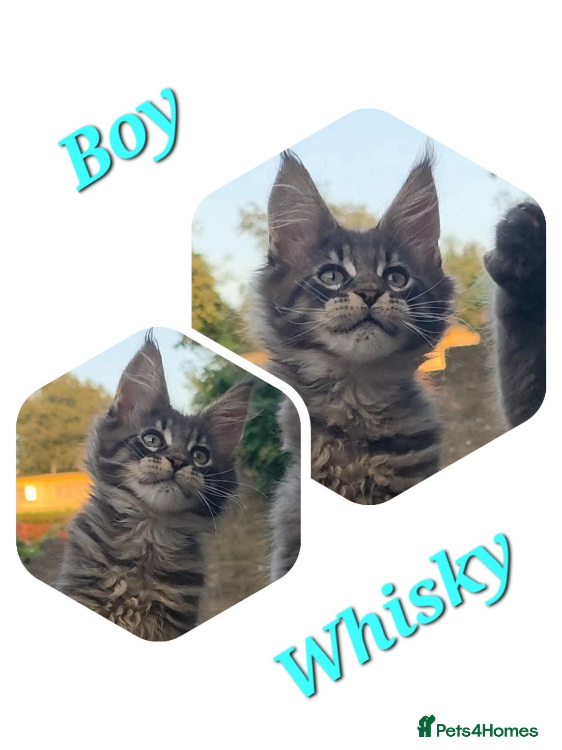 Maine Coon cats ✅✅❤️Show Quality Registered Maine Coon Kittens❤️✅✅ - Advert 18