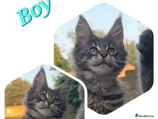 Maine Coon cats ✅✅❤️Show Quality Registered Maine Coon Kittens❤️✅✅ - Advert 18