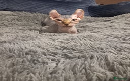 Sphynx cats for sale: Health checked fully vaccinated amazing kittens  - Image 5