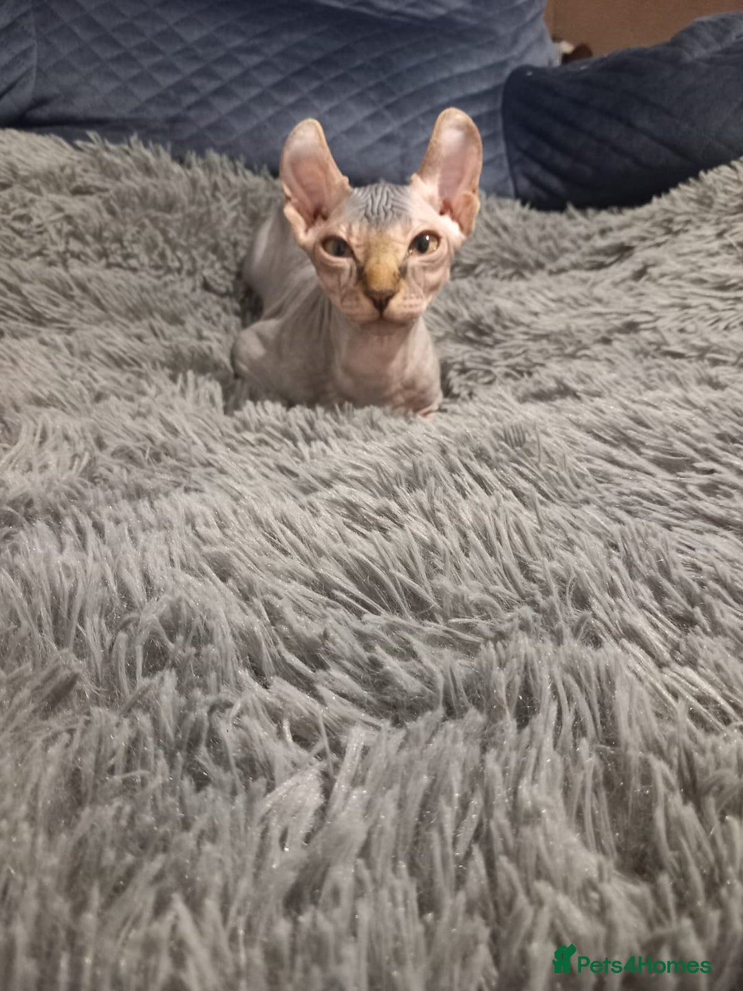 Sphynx cats for sale: Health checked fully vaccinated amazing kittens  - Image 5