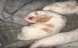 Cavapoochon dogs for sale: Cavapoochon! Our December Reindeer Litter!  - Image 22