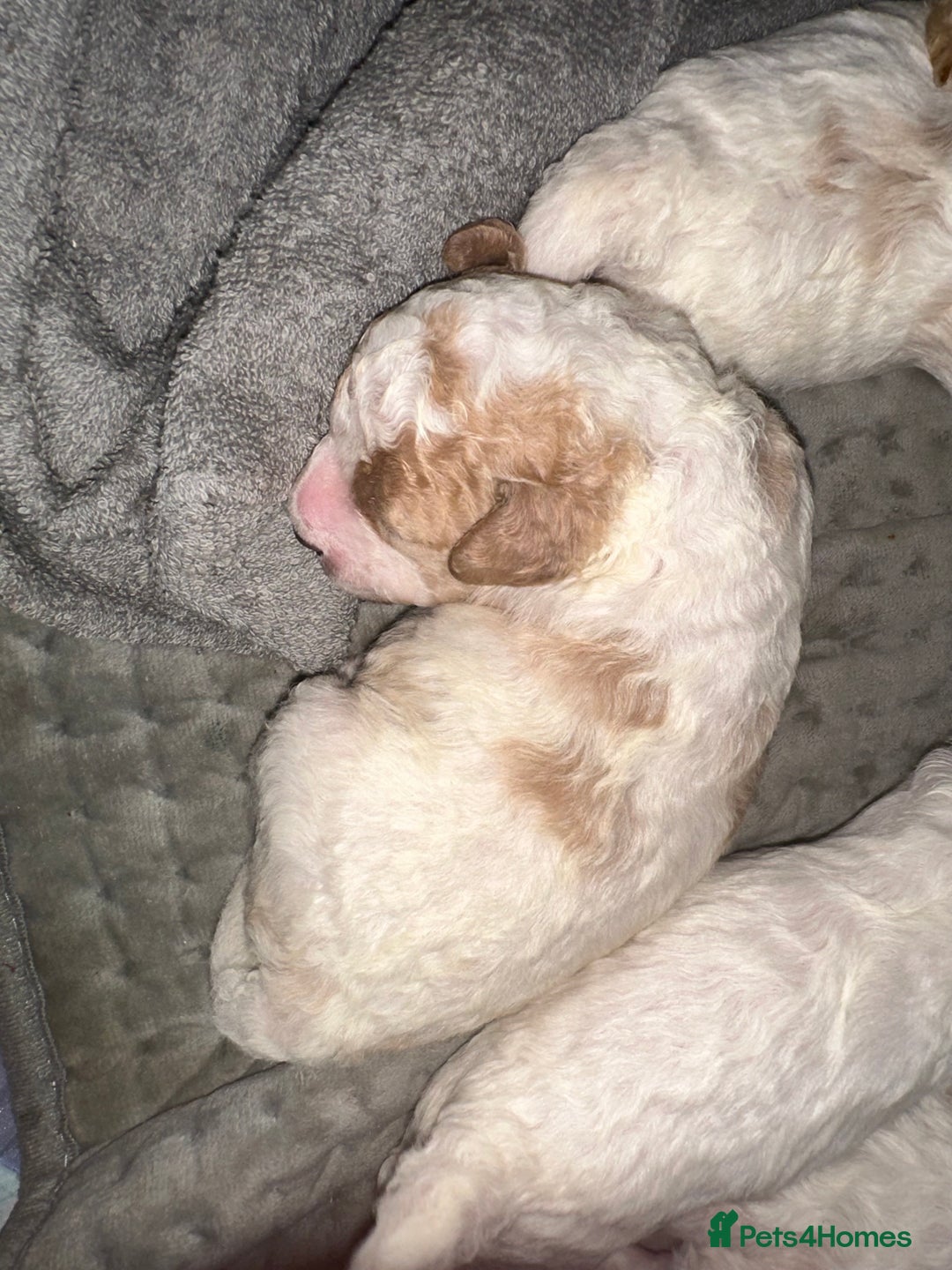 Cavapoochon dogs for sale: Cavapoochon! Our December Reindeer Litter!  - Image 22