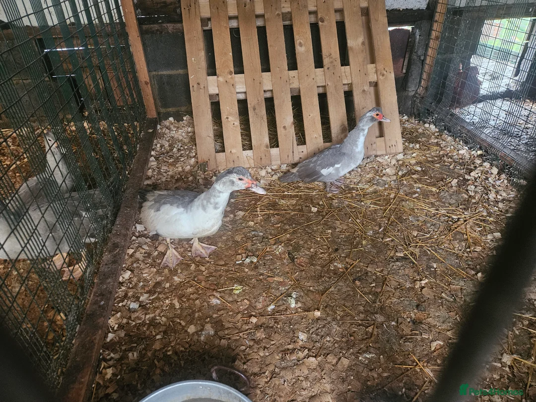 Ducks poultry for sale: Muscovy Ducks  - Advert 2