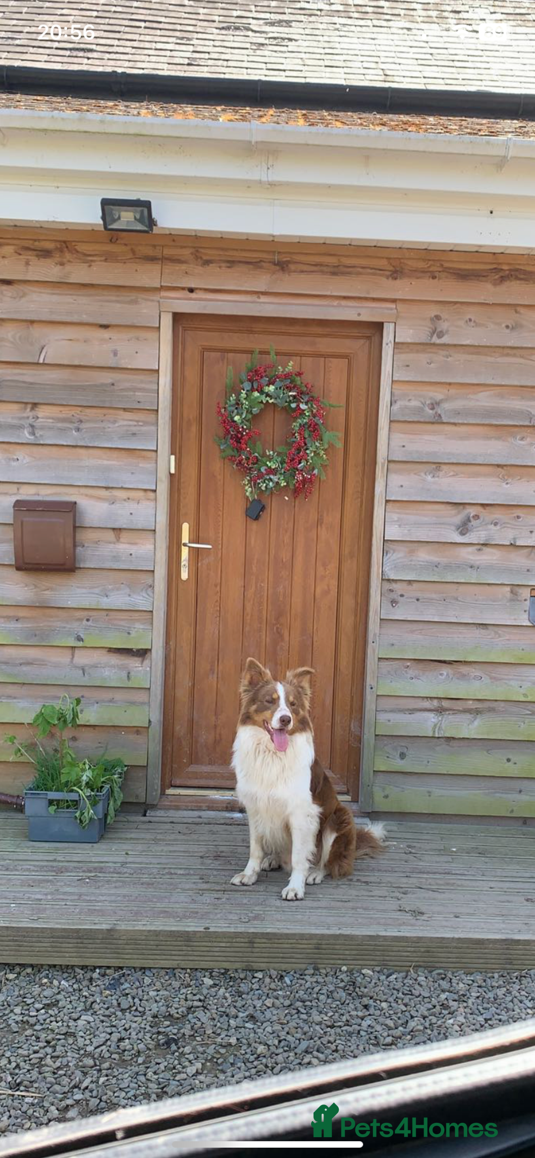 Border Collie dogs for sale: *7 Adorable Border collie pups* - Image 18