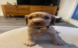 Cocker Spaniel dogs for sale: Perfect working cocker spaniel puppies  - Image 9