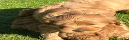 Labradoodle dogs for sale: Gorgeous healthy vet checked labradoodle puppies - Advert 6