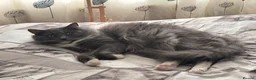 Ragdoll cats for sale: Ragdoll x dsh - 17 months old  - Advert 3
