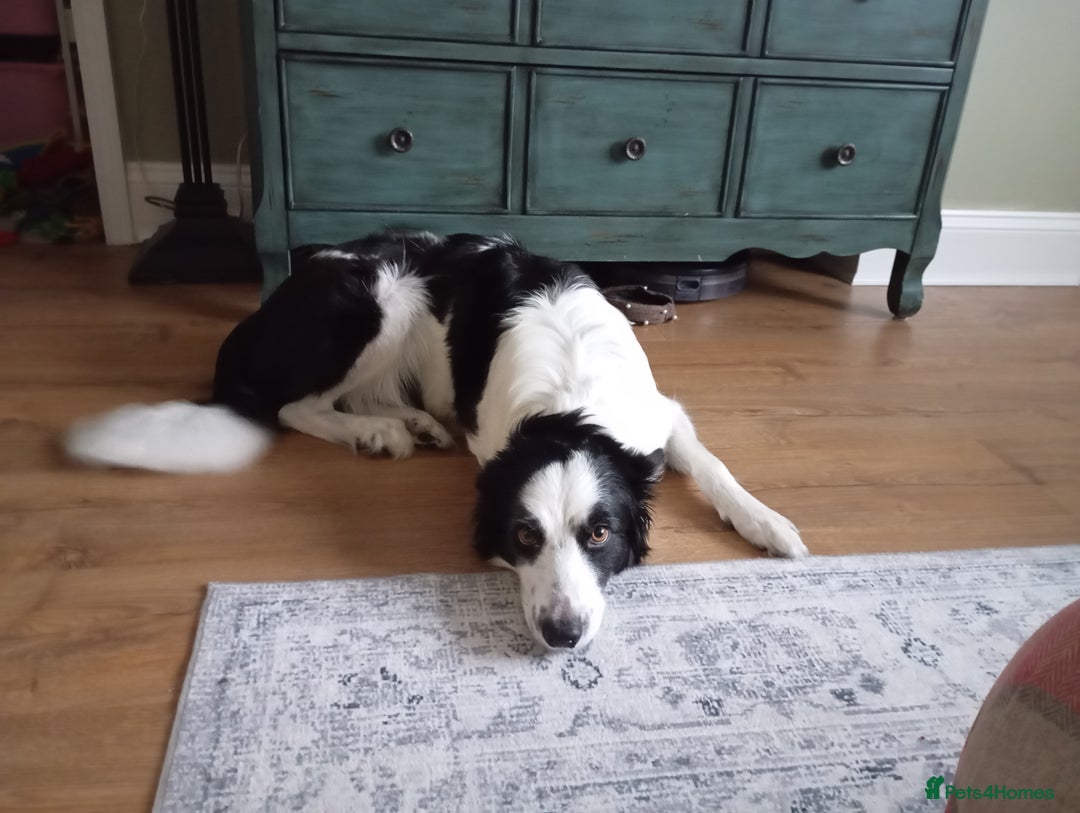 Border Collie dogs for sale: Stunning border collie babies - Advert 5