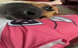 Mixed Breed dogs for sale: Baby looking for loving home  - Image 10