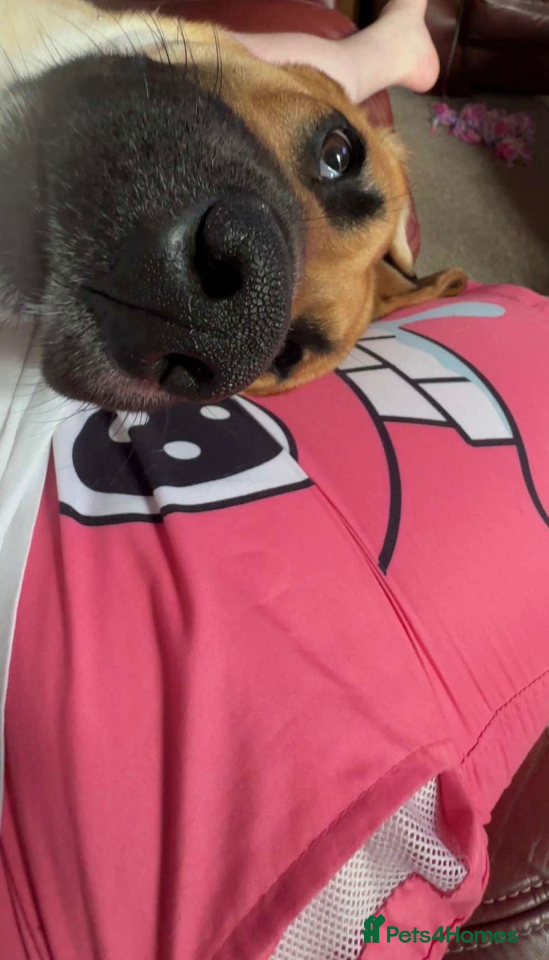 Mixed Breed dogs for sale: Baby looking for loving home  - Image 10