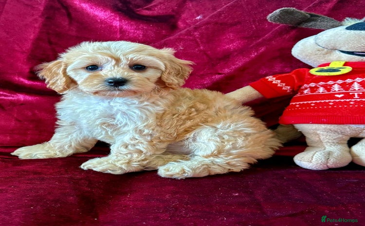 Maltipoo dogs - Advert 8