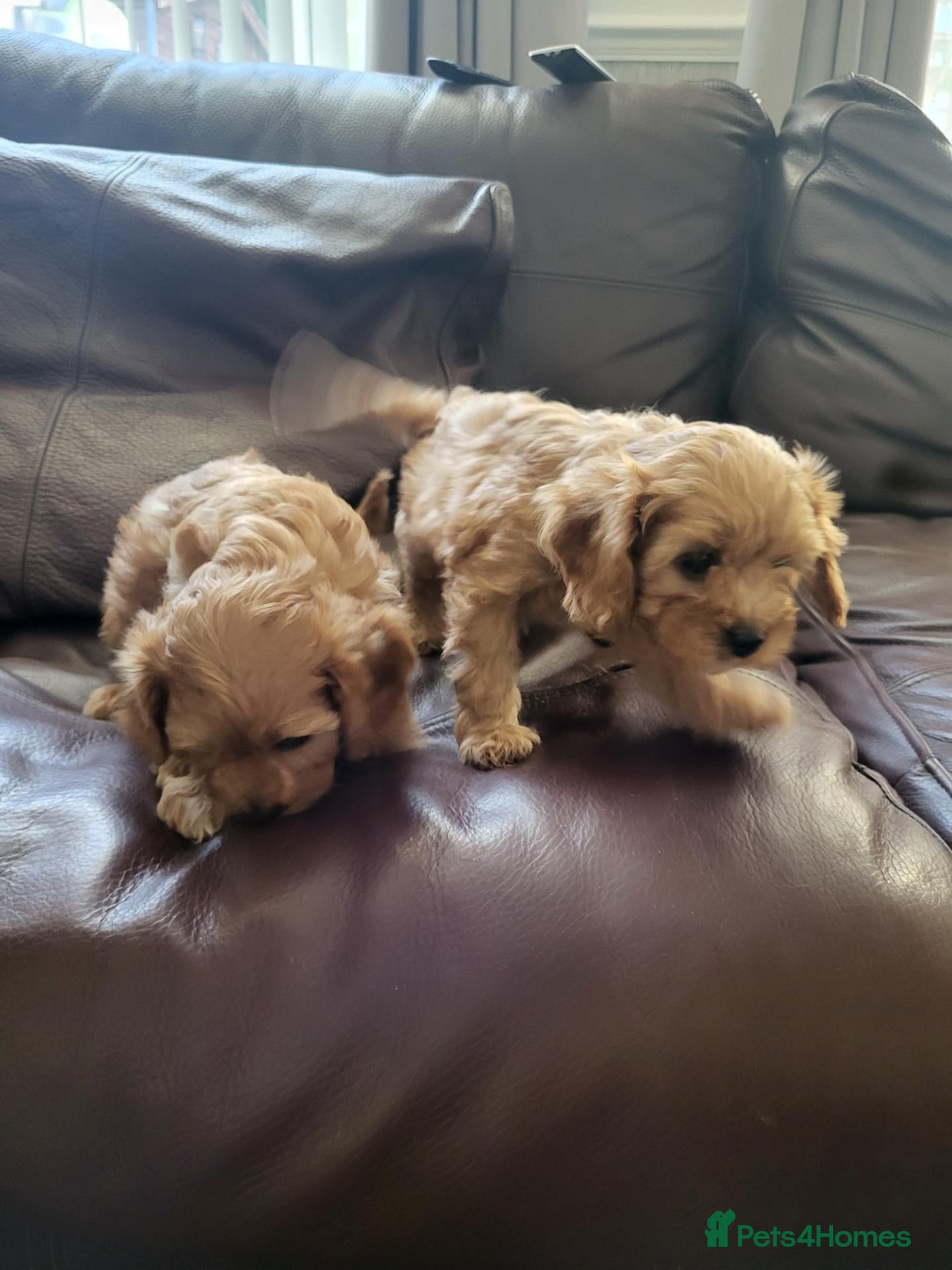 Cavapoo dogs Cavapoo puppies for sale  - Advert 2