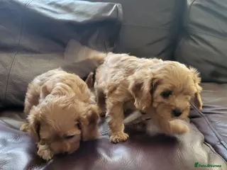 Cavapoo dogs Cavapoo puppies for sale - Advert 2