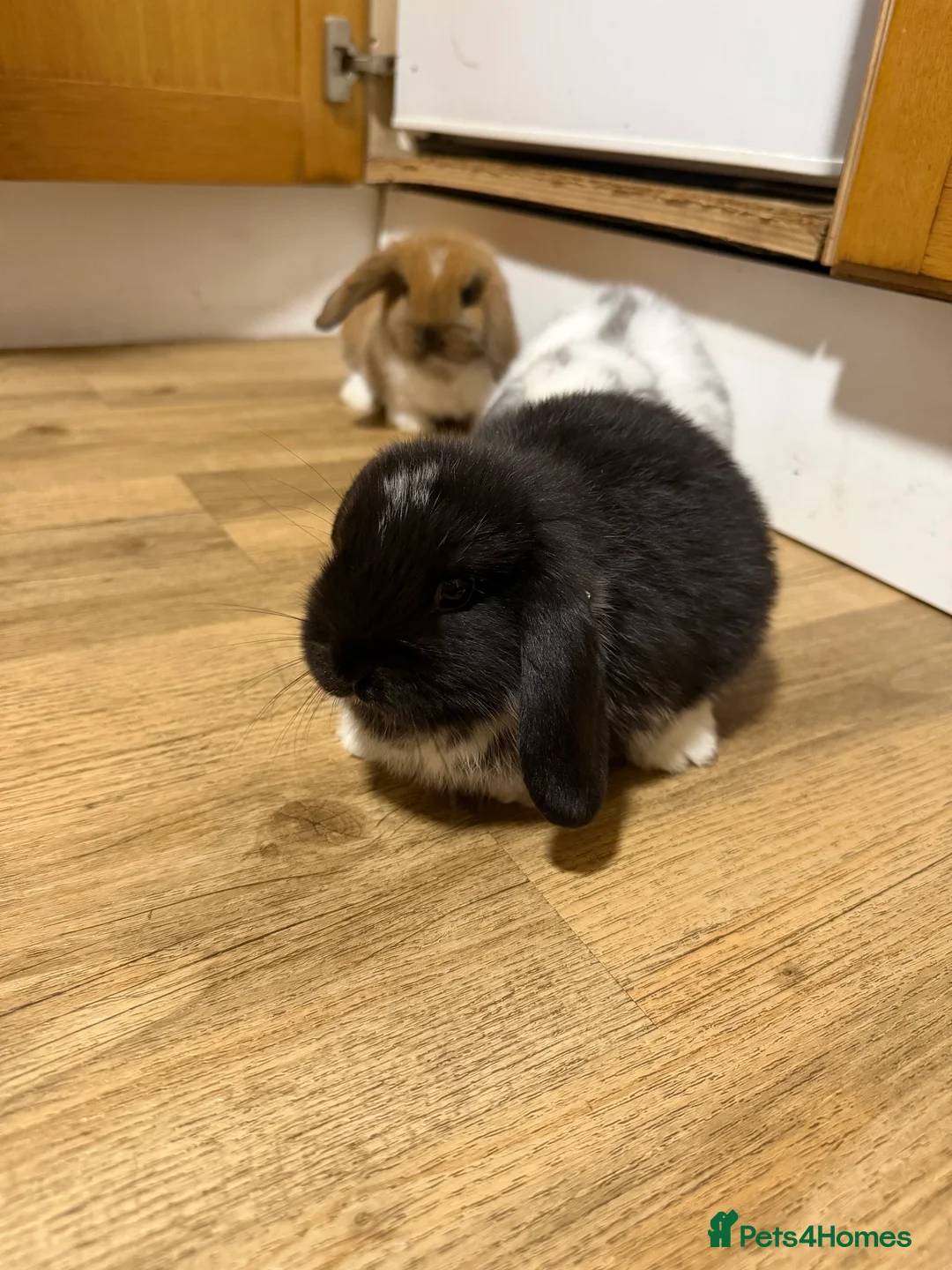 Mini Lop rabbits for sale: Mini Lop Bunnies For Sale - Advert 3
