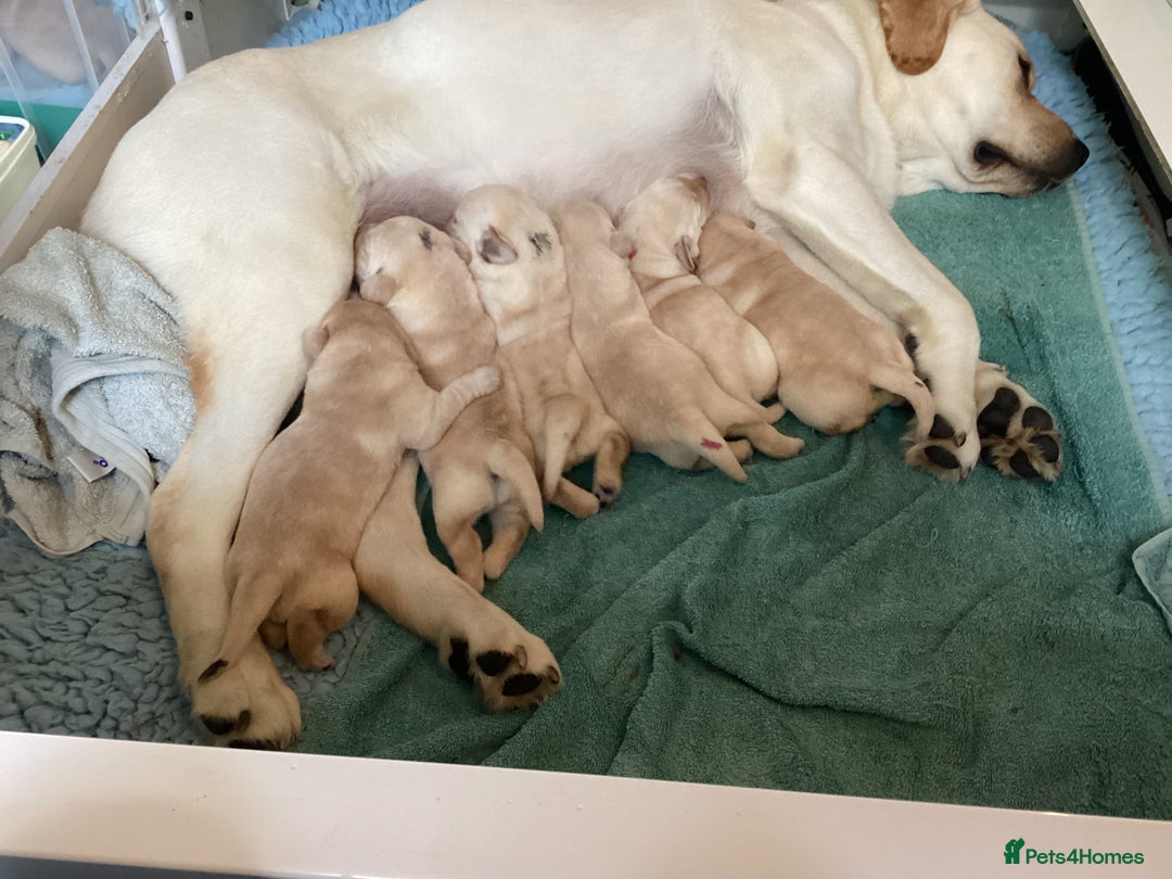 Labrador Retriever dogs for sale:  Yellow show puppies for sale to the right home - Image 2