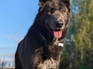 German Shepherd dogs Extensively Health Tested Puppies 🐾 - Advert 6