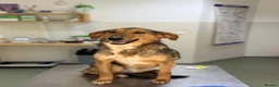 Mixed Breed dogs for adoption: Gentle | Sweet | Dog Loving | Foodie - Advert 6