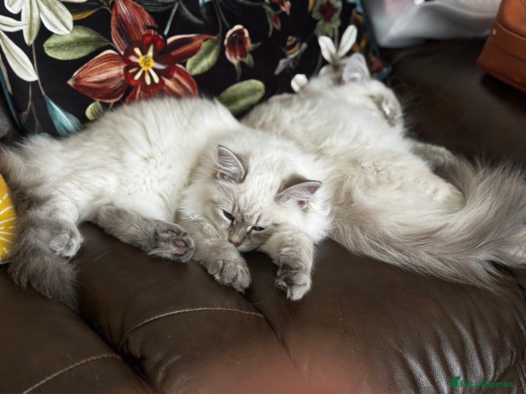 Siberian cats for sale:  3 Male Siberian Neva Masquerade Kittens - Advert 11
