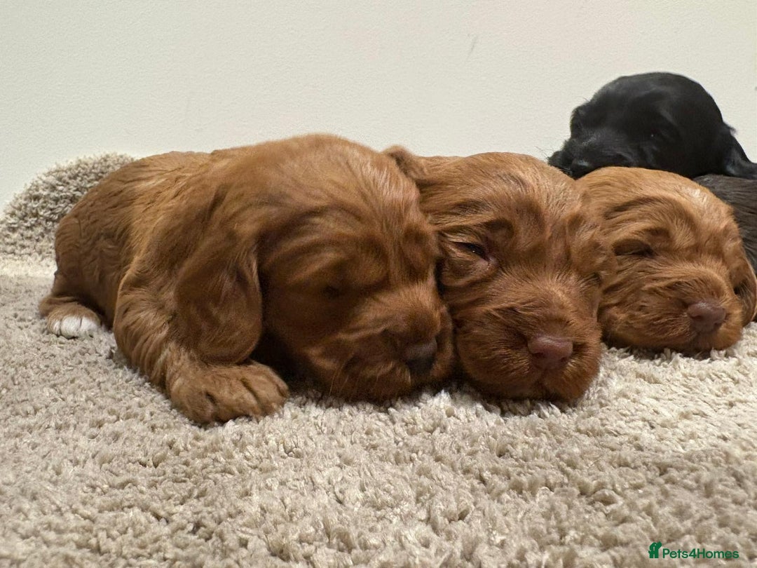 Cockapoo dogs for sale: Stunning cockapoo girls with health tested parents - Advert 10