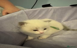 Ragdoll cats for sale: Three beautiful blue ragdoll kittens  - Image 19