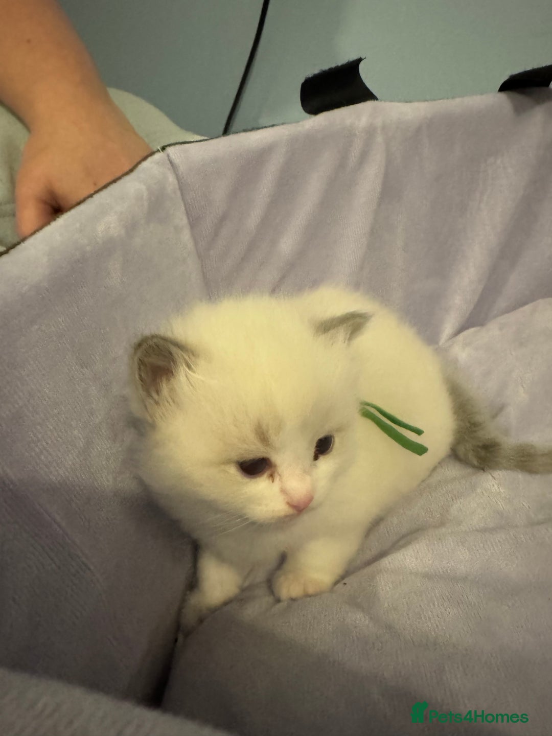 Ragdoll cats for sale: Three beautiful blue ragdoll kittens  - Image 19