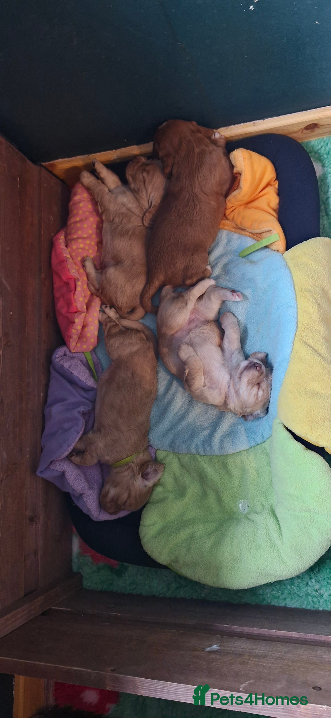 Cocker Spaniel dogs for sale: KC Reg Working Cocker Spaniels (Golden) - Image 6
