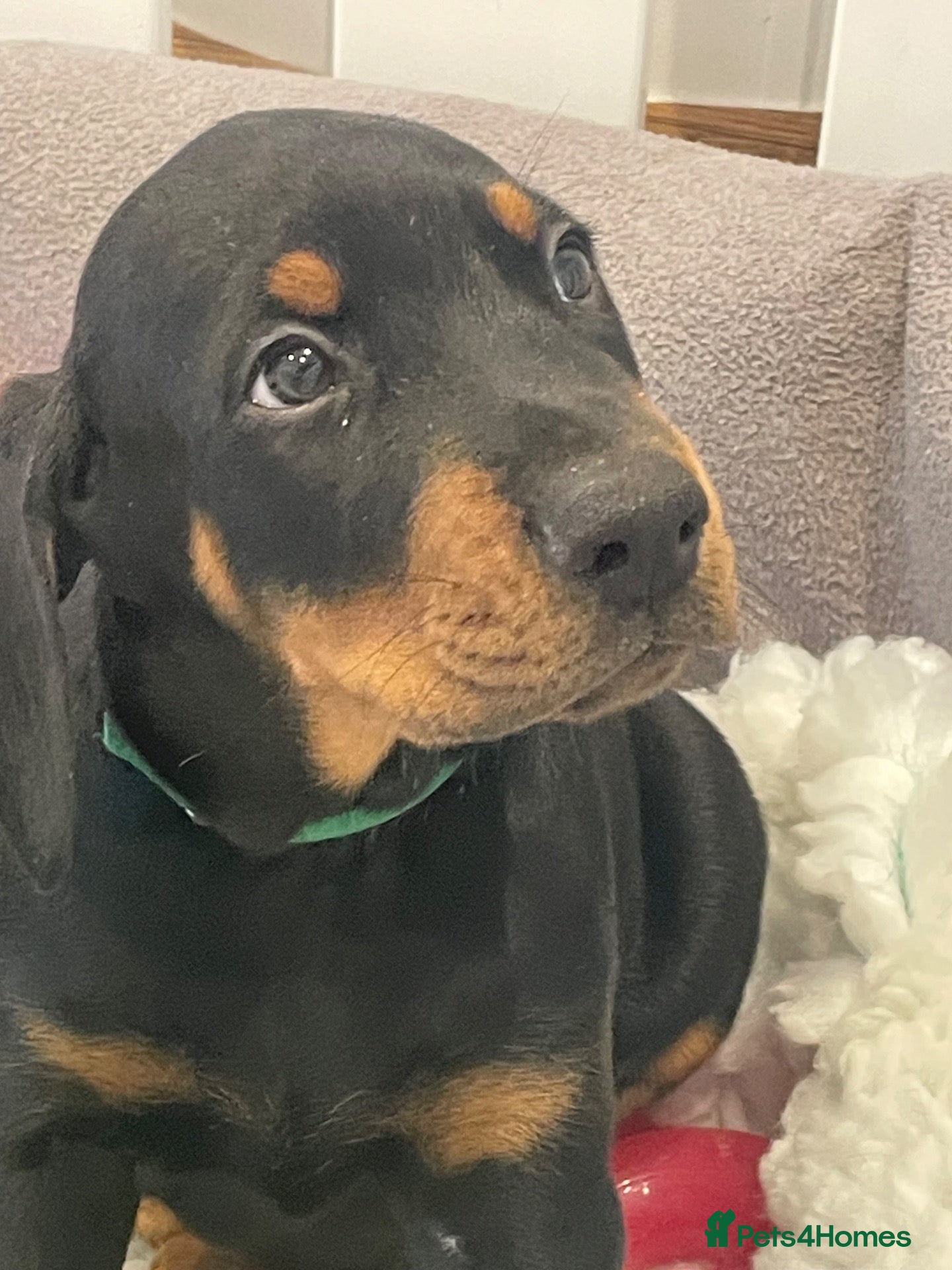 Dobermann dogs for sale: KC Reg Doberman - Health tested parents - Advert 2